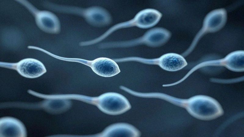 Ile trwa spermatogeneza i dojrzewanie plemników?