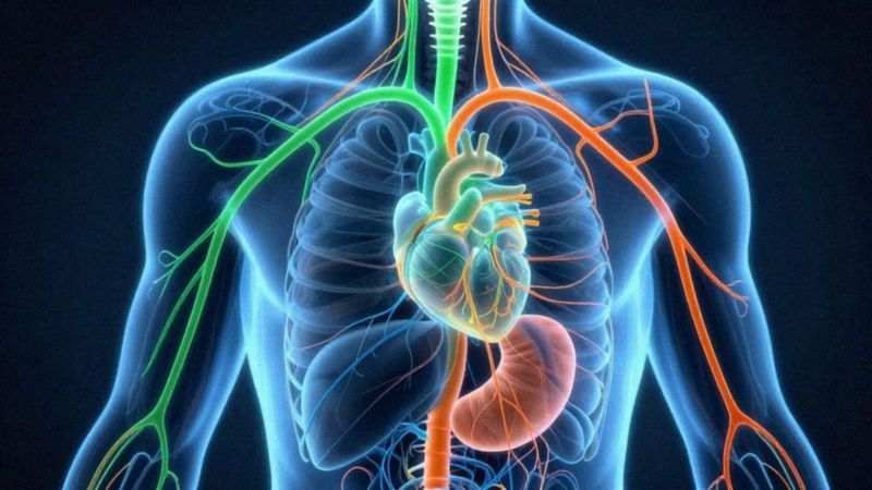 Jaką rolę pełnią acetylocholina i noradrenalina?