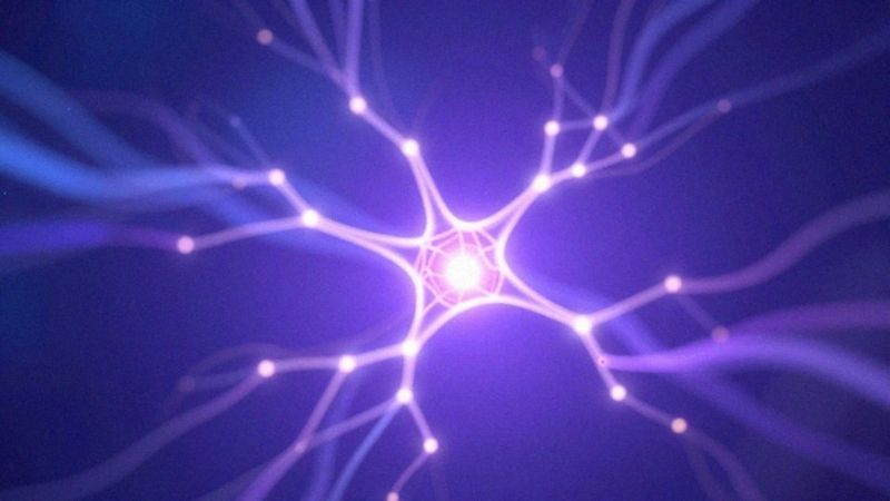Jak neurony przekazują sygnały elektryczne?