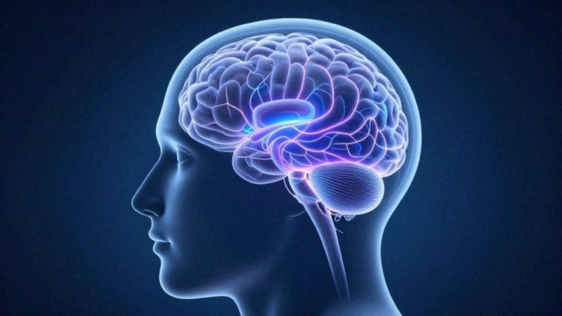 Jak działa percepcja wzrokowa w mózgu?