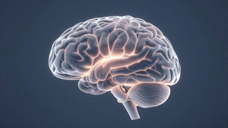 Jaka jest biologiczna podstawa rezonansu limbicznego?