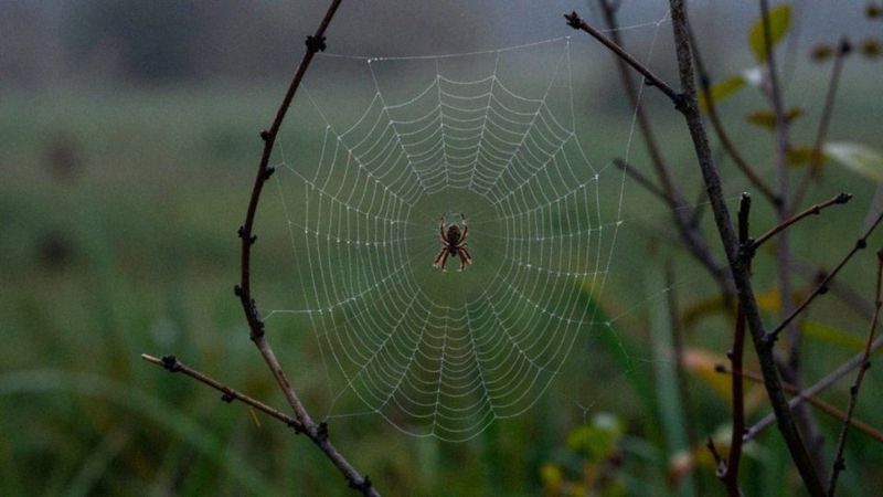 Co powoduje rozwój arachnofobii?