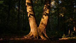 Co to jest symbiotyczna osobowość? Objawy, przyczyny i leczenie